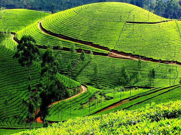Ooty